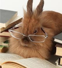 book bunny 04.jpg